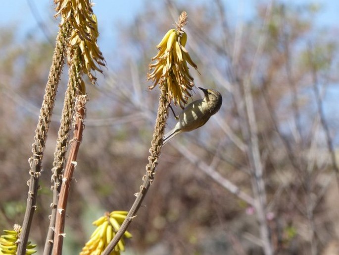 Phylloscopus canariensis, budníček kanárský