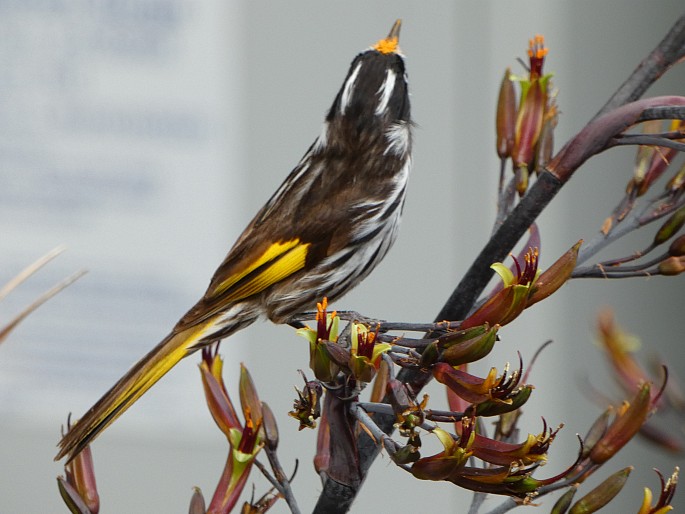 Phylidonyris novaehollandiae subsp. canescens, medosavka žlutokřídlá