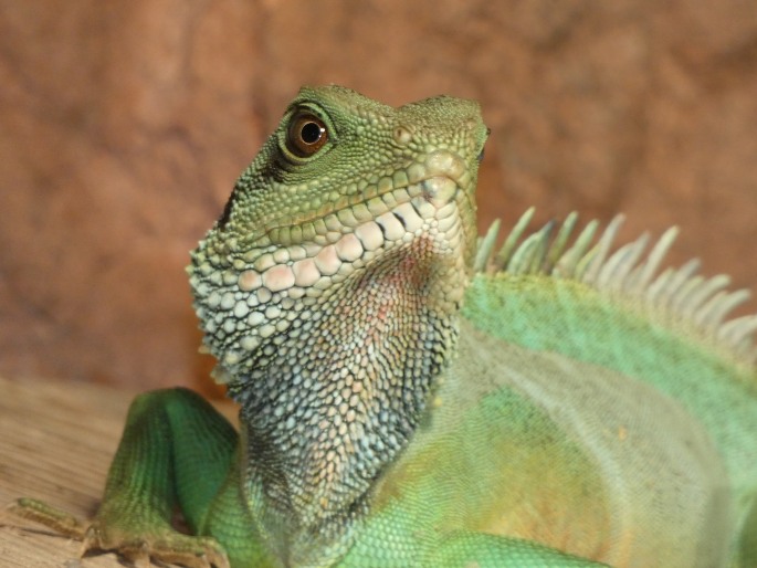 Physignathus cocincinus, agama kočinčínská