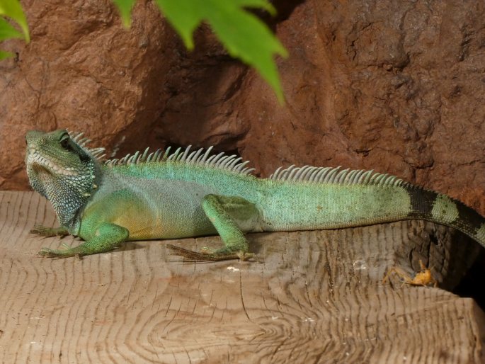 Physignathus cocincinus, agama kočinčínská