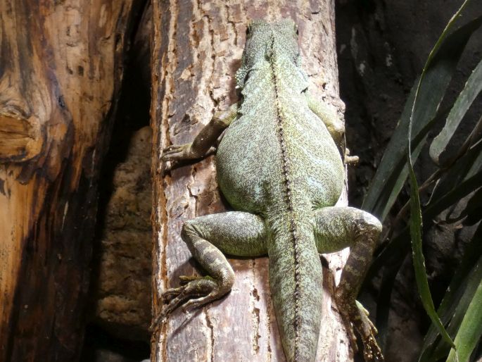 Physignathus cocincinus, agama kočinčínská