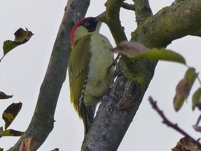 Picus viridis Linnaeus, 1758; žluna zelená