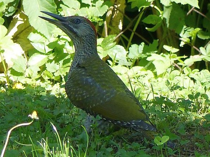 Picus viridis, žluna zelená