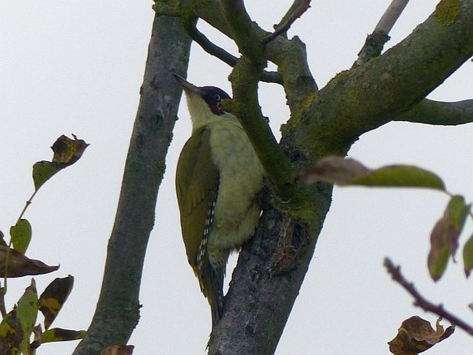 Picus viridis, žluna zelená