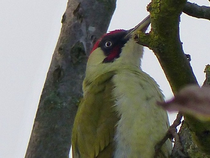 Picus viridis, žluna zelená