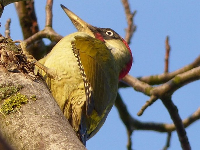 Picus viridis, žluna zelená