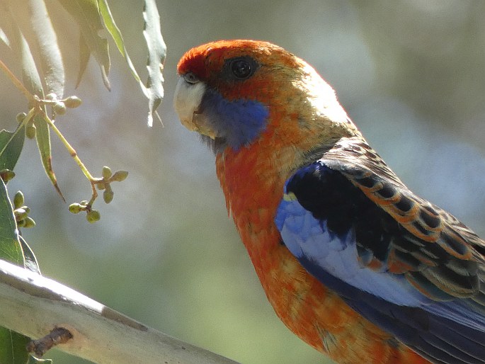 Platycercus elegans subsp. adelaidae, rosela