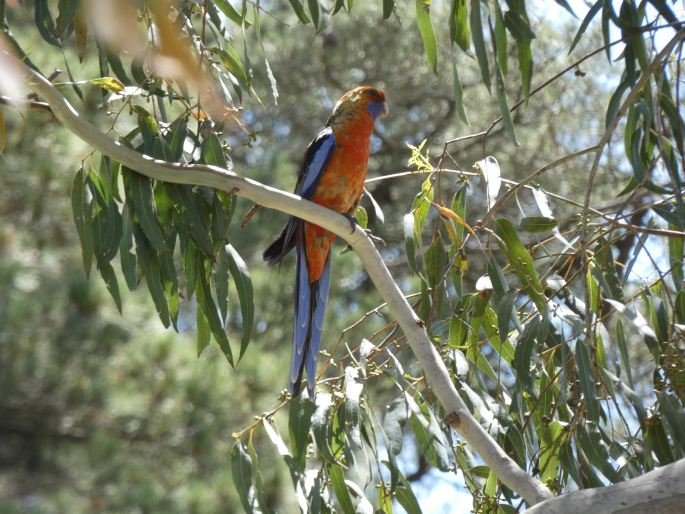 Platycercus elegans subsp. adelaidae, rosela