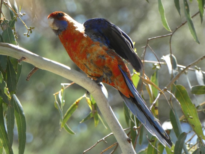 Platycercus elegans subsp. adelaidae, rosela