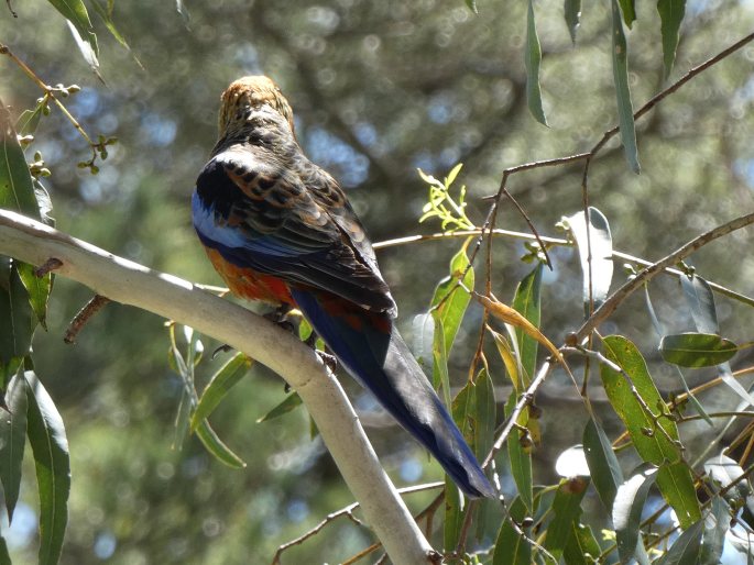 Platycercus elegans subsp. adelaidae, rosela