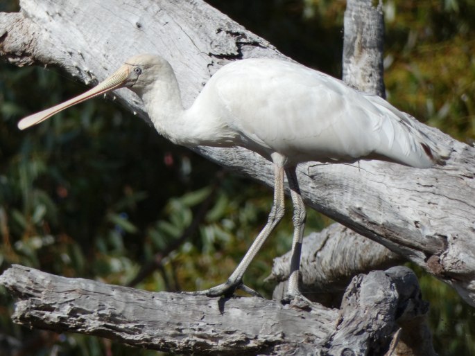 Platalea flavipes, kolpík žlutozobý