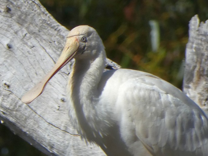 Platalea flavipes, kolpík žlutozobý