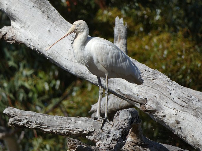 Platalea flavipes, kolpík žlutozobý