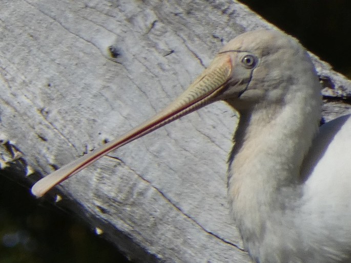 Platalea flavipes, kolpík žlutozobý