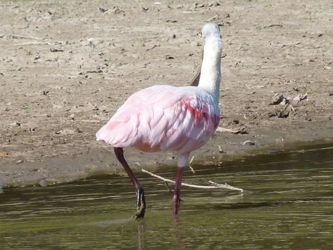 Platalea ajaja, kolpík růžový