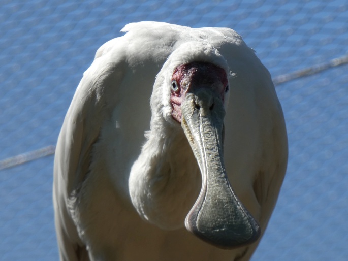 Platalea alba, kolpík africký