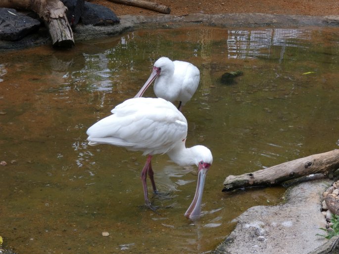 Platalea alba, kolpík africký