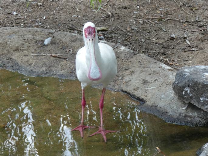 Platalea alba, kolpík africký