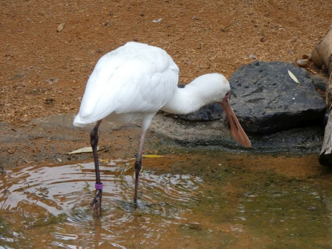 Platalea alba, kolpík africký