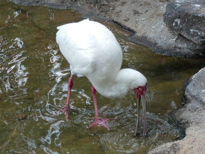 Platalea alba, kolpík africký