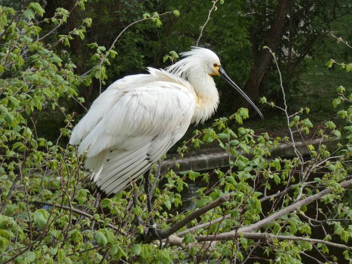 Platalea leucorodia, kolpík bílý