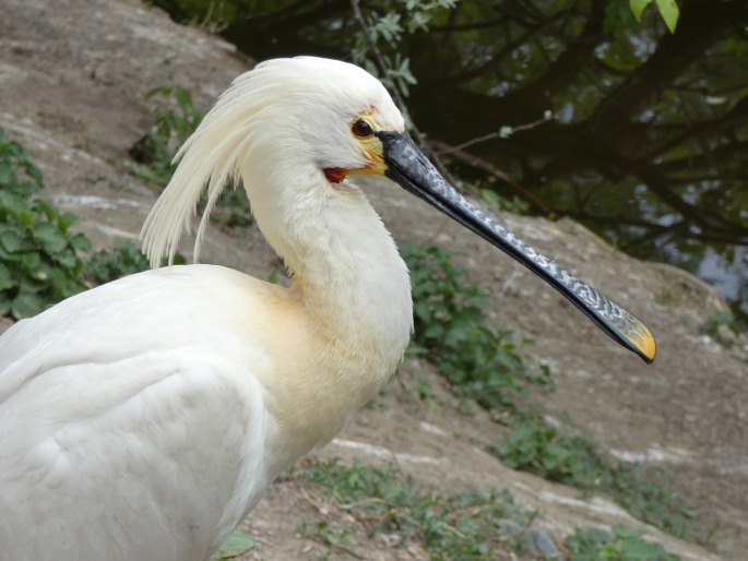 Platalea leucorodia, kolpík bílý