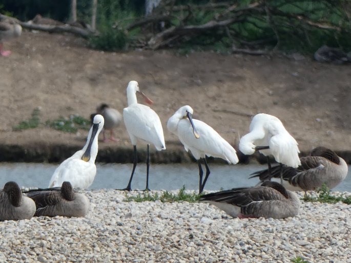 Platalea leucorodia, kolpík bílý