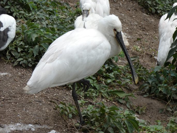 Platalea leucorodia, kolpík bílý