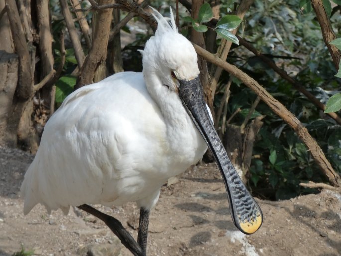 Platalea leucorodia, kolpík bílý