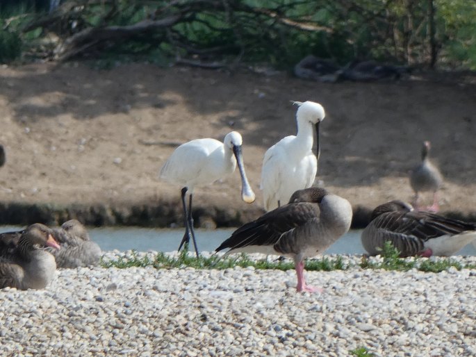 Platalea leucorodia, kolpík bílý