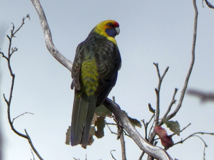 Platycercus caledonicus, rosela žlutobřichá