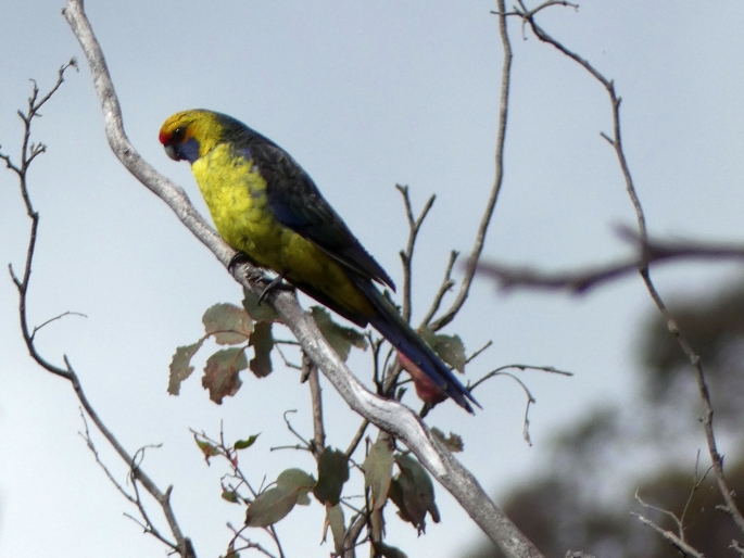 Platycercus caledonicus, rosela žlutobřichá