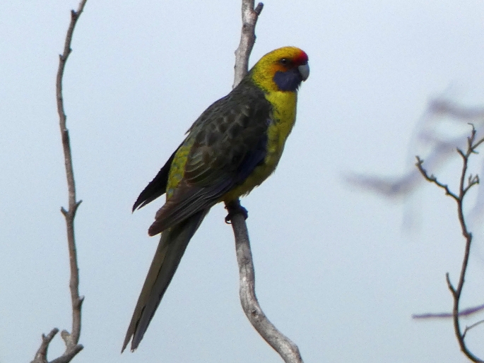 Platycercus caledonicus, rosela žlutobřichá