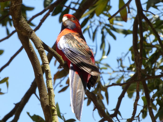 Platycercus elegans, rosela Pennantova