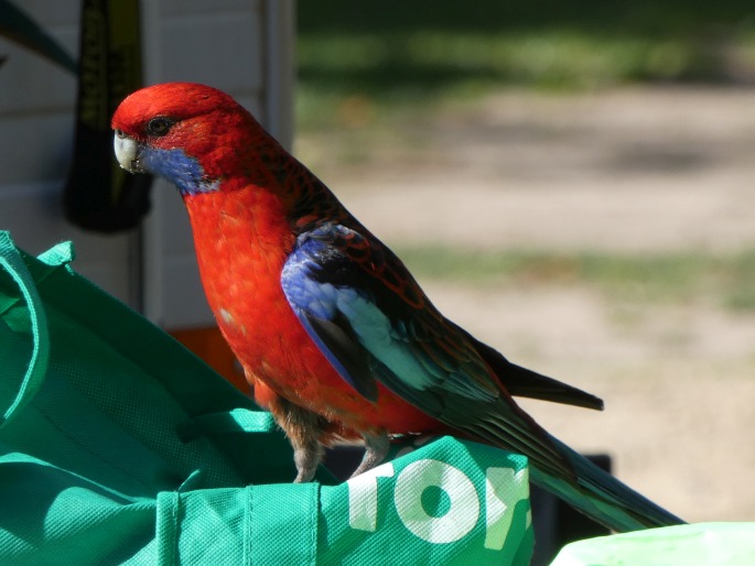 Platycercus elegans, rosela Pennantova