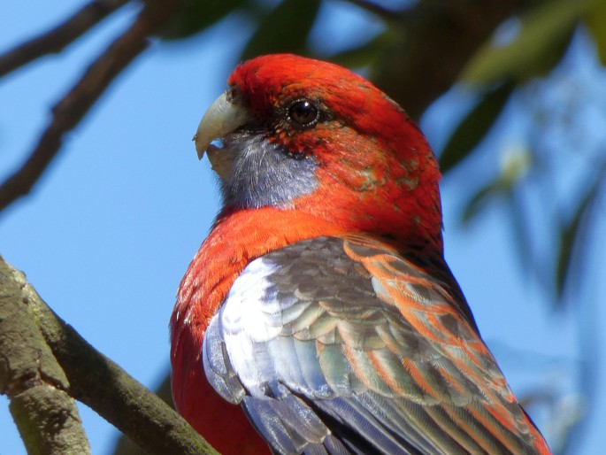 Platycercus elegans, rosela Pennantova