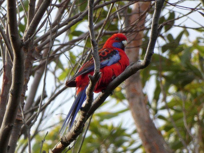 Platycercus elegans, rosela Pennantova