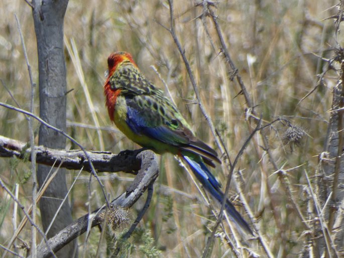 Platycercus eximius, rosela pestrá