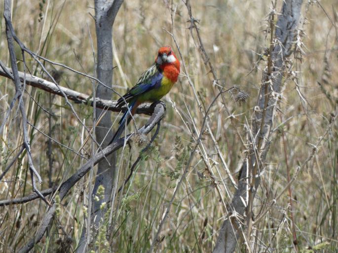 Platycercus eximius, rosela pestrá