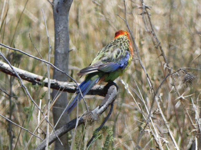 Platycercus eximius, rosela pestrá