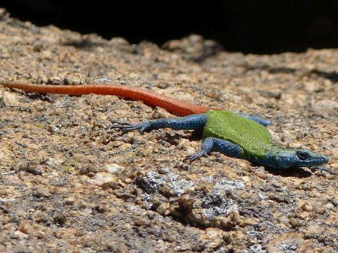 Platysaurus intermedius, plochoještěr obecný