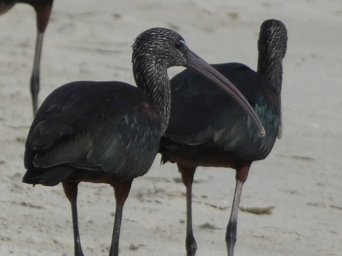 Plegadis falcinellus, ibis hnědý