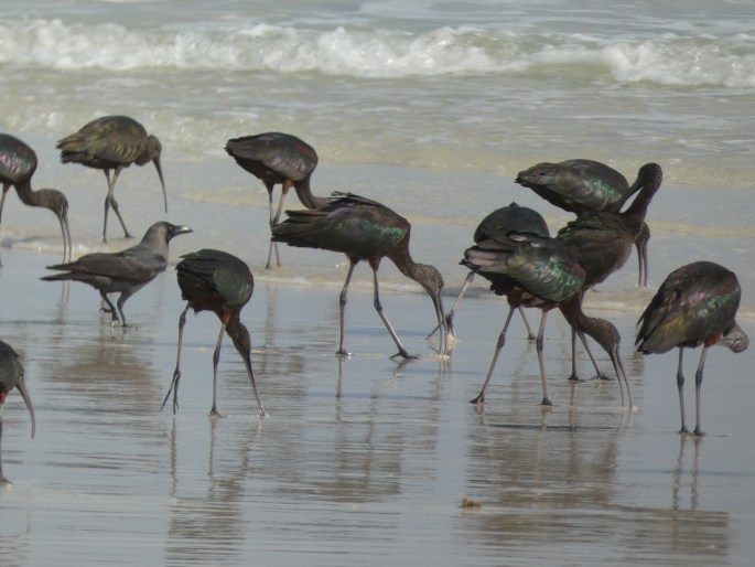 Plegadis falcinellus, ibis hnědý