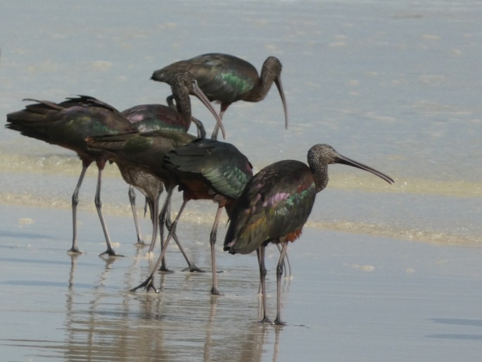 Plegadis falcinellus, ibis hnědý