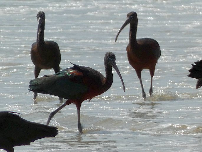 Plegadis falcinellus, ibis hnědý