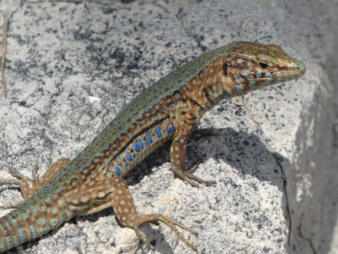 Podarcis lilfordi, ještěrka Lilfordova