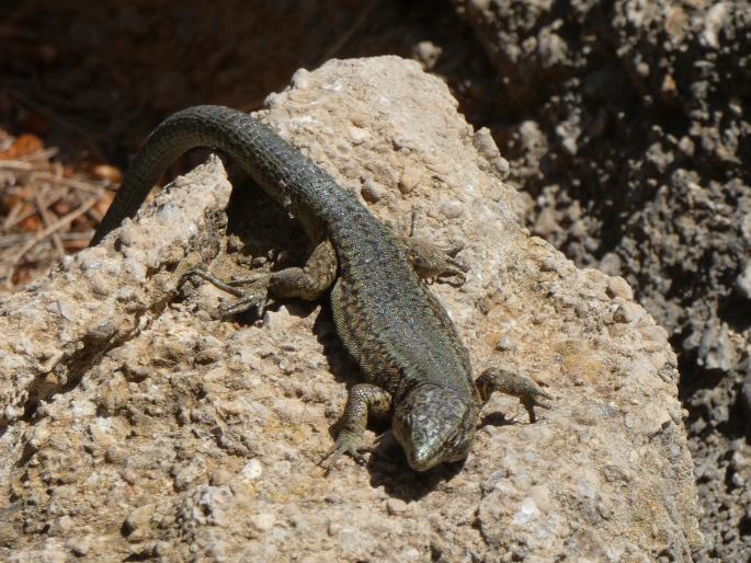 Podarcis lilfordi, ještěrka Lilfordova