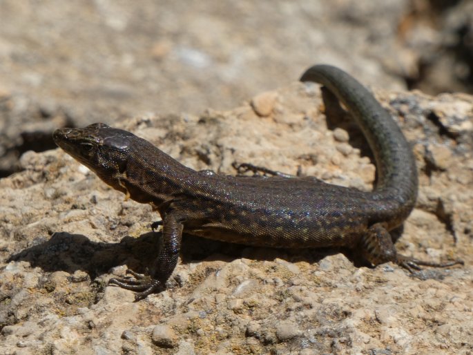 Podarcis lilfordi, ještěrka Lilfordova