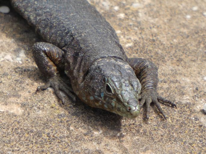 Podarcis lilfordi, ještěrka Lilfordova