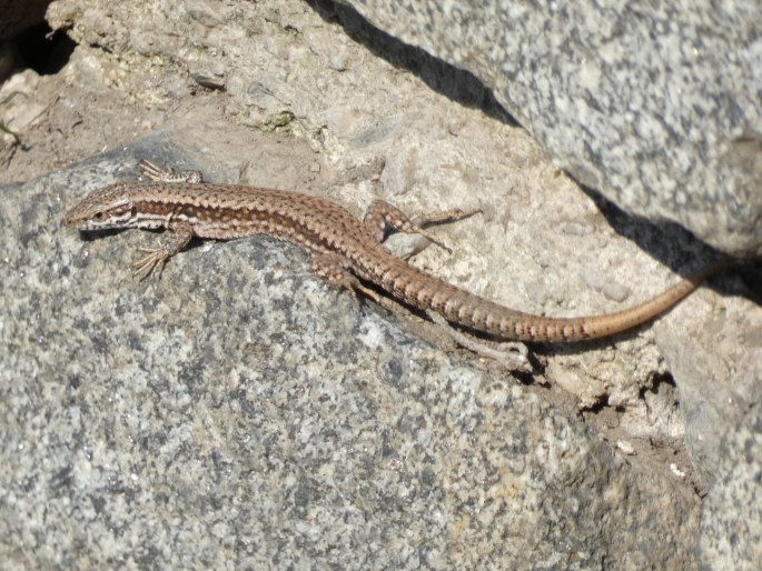 Podarcis muralis, ještěrka zední